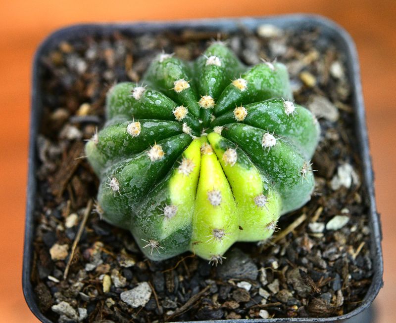 Echinopsis Inermis Variegated