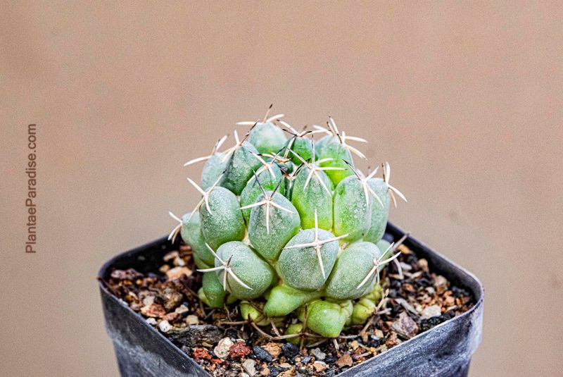 Coryphantha Calipensis