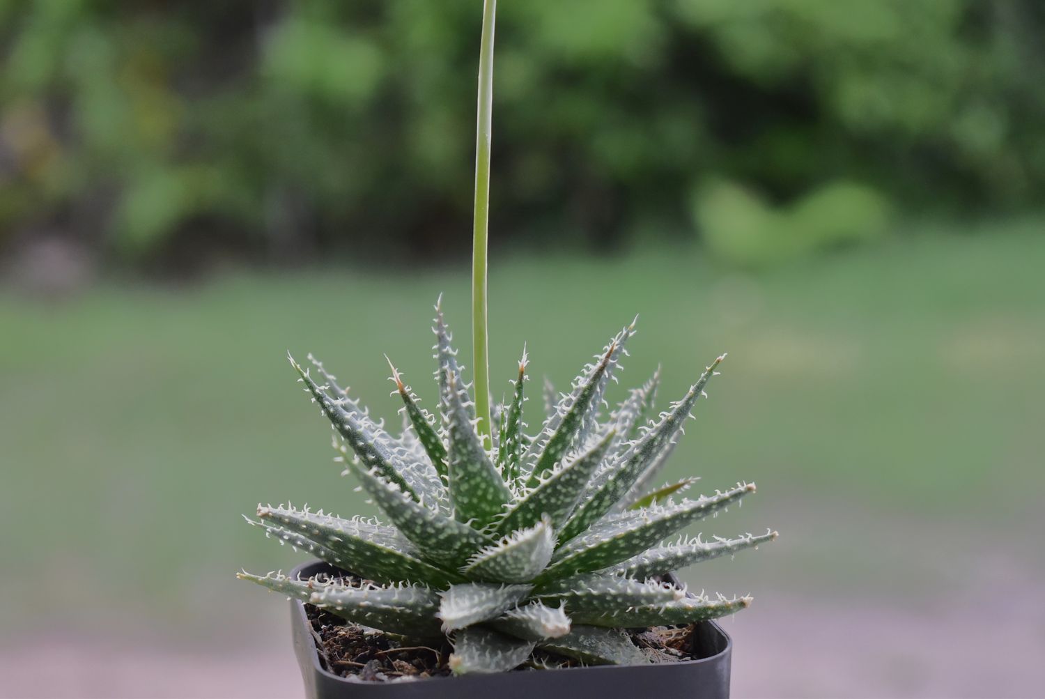 Buy Aloe descoingsii  haworthioides | Hybrid Aloe