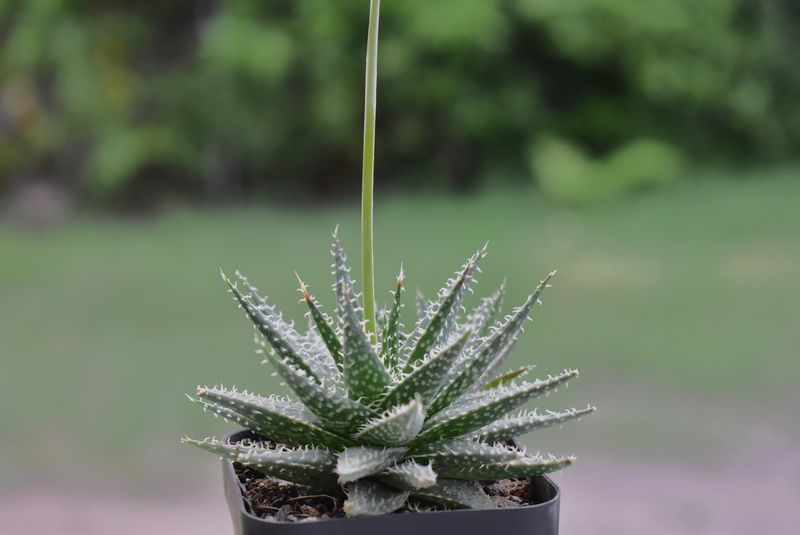 Aloe Descoingsii x Haworthioides