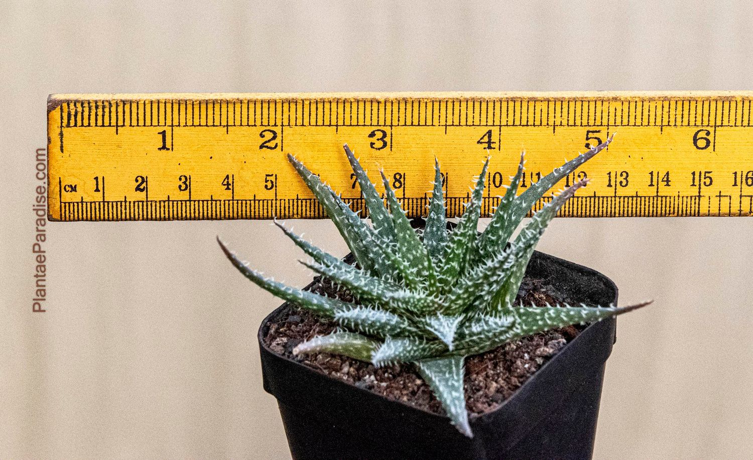 Buy Aloe descoingsii  haworthioides | Hybrid Aloe