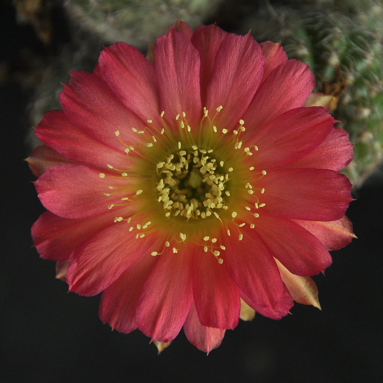 Lobivia hybrid KM4-Flower