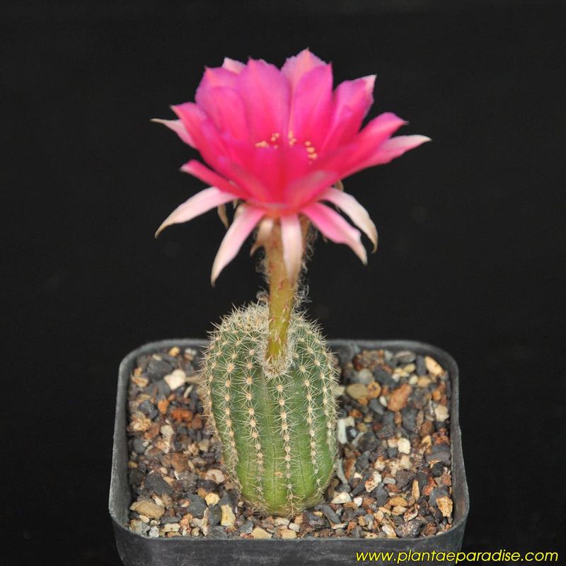 Echinopsis Hybrid 'Harry X Pattricia'-FLOWER