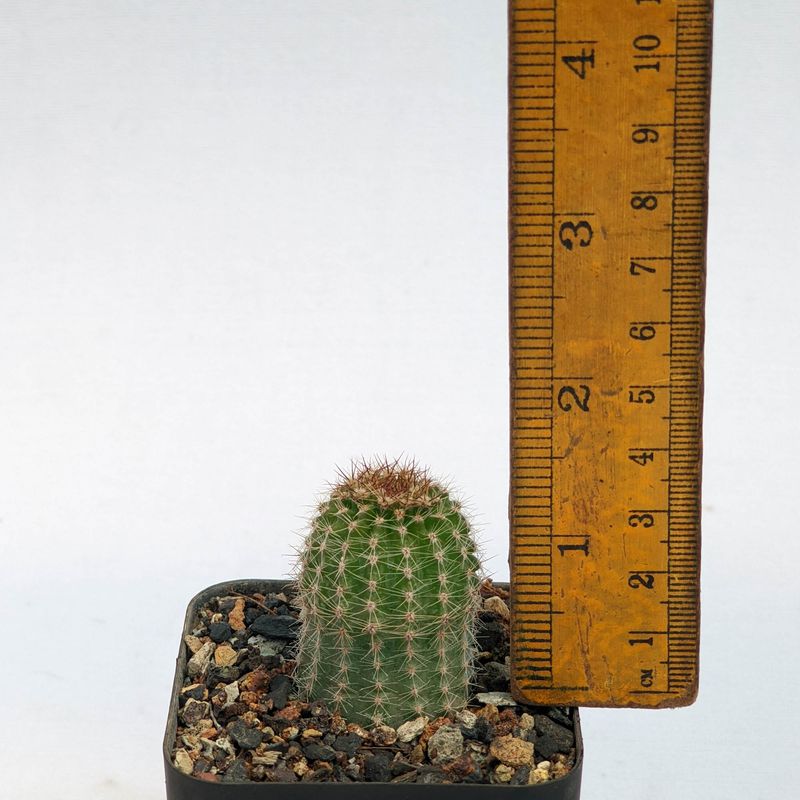 Echinopsis Hybrid 'Harry X Pattricia'