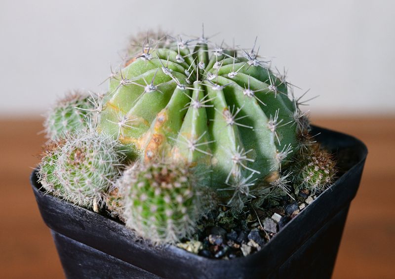 Echinopsis Hybrid 'Harry X Pattricia' in pot with companion plants
