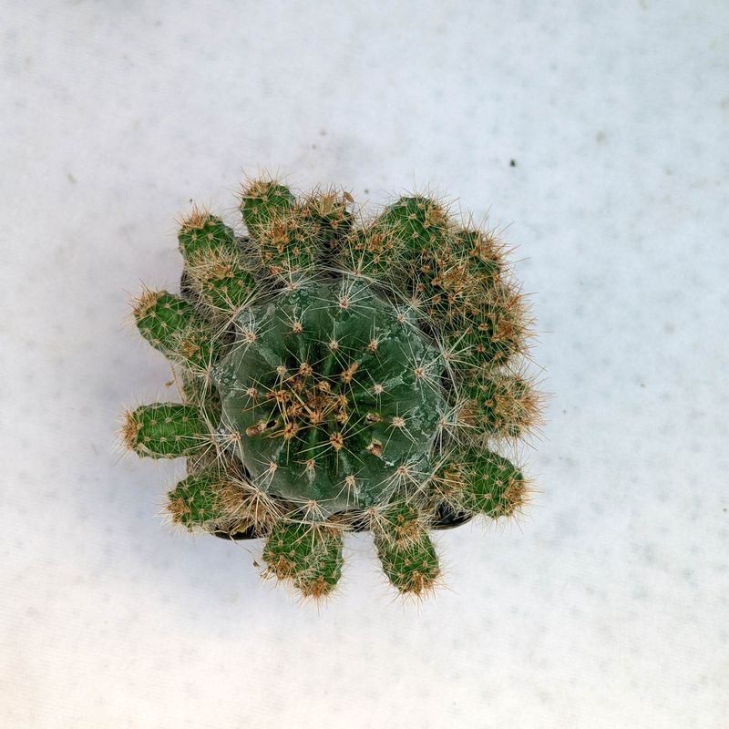 Echinopsis hybrid Gertrude x Coronation top-down view