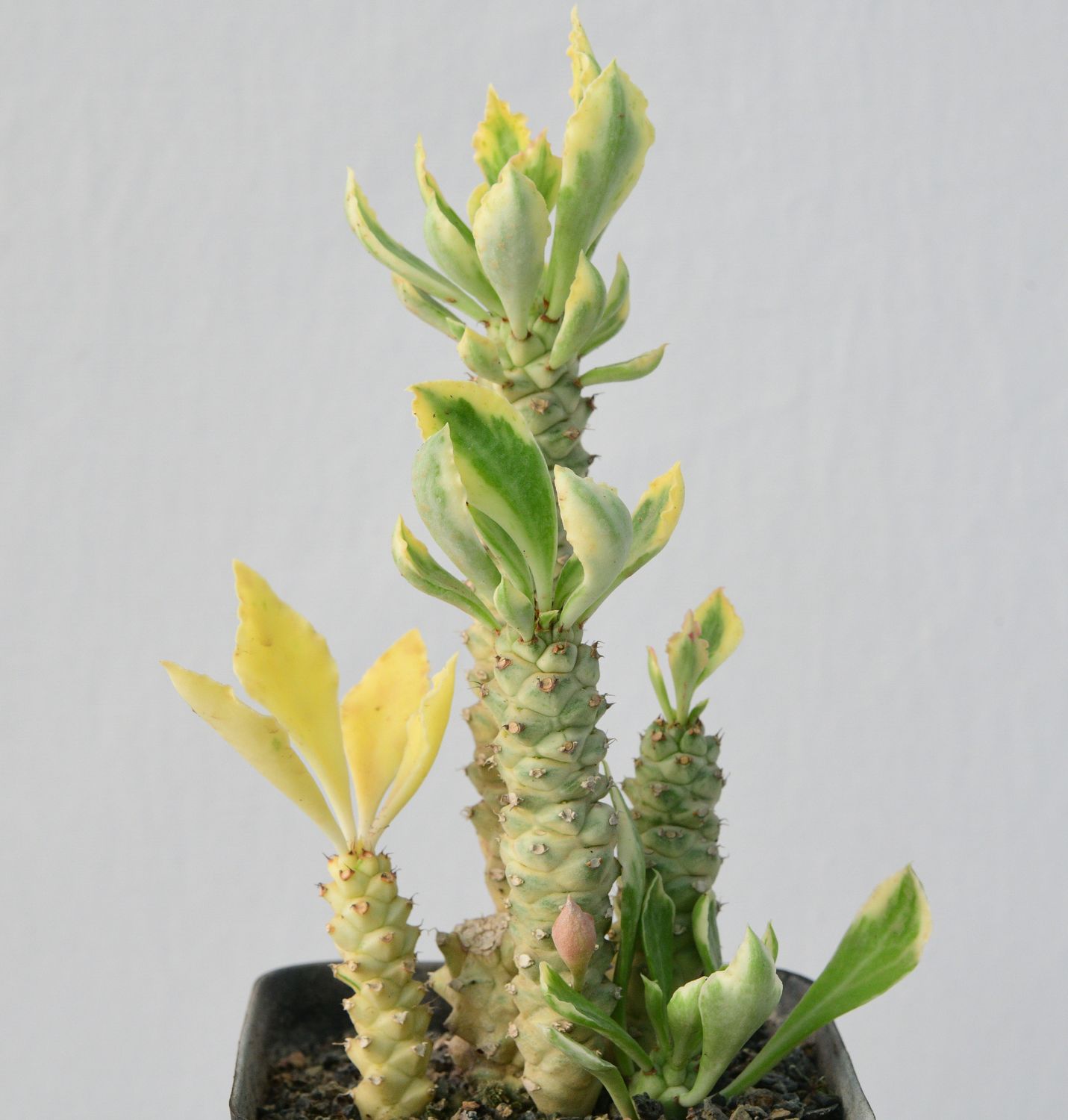 Mondenium stapeliodes variegated