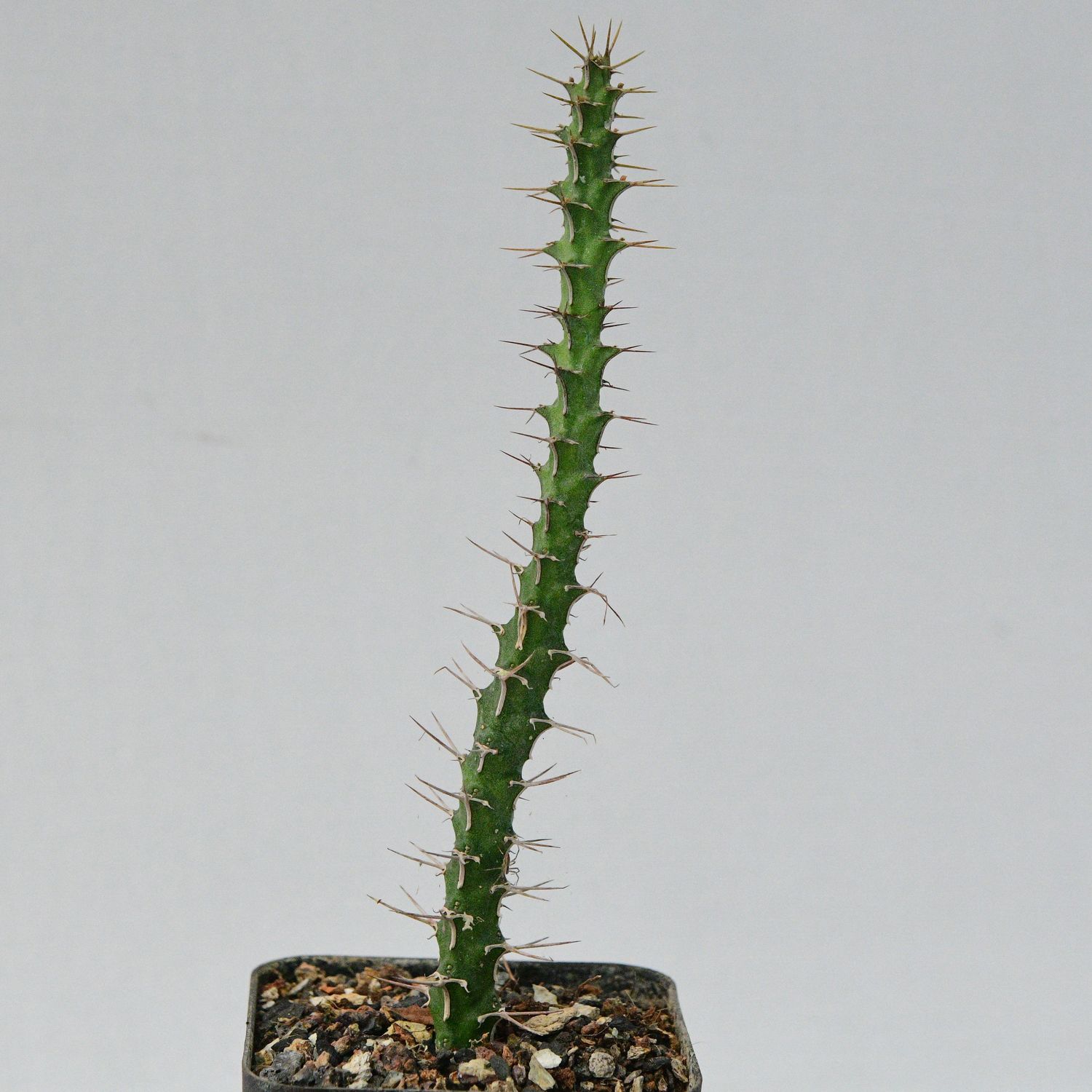 Euphorbia uhligiana