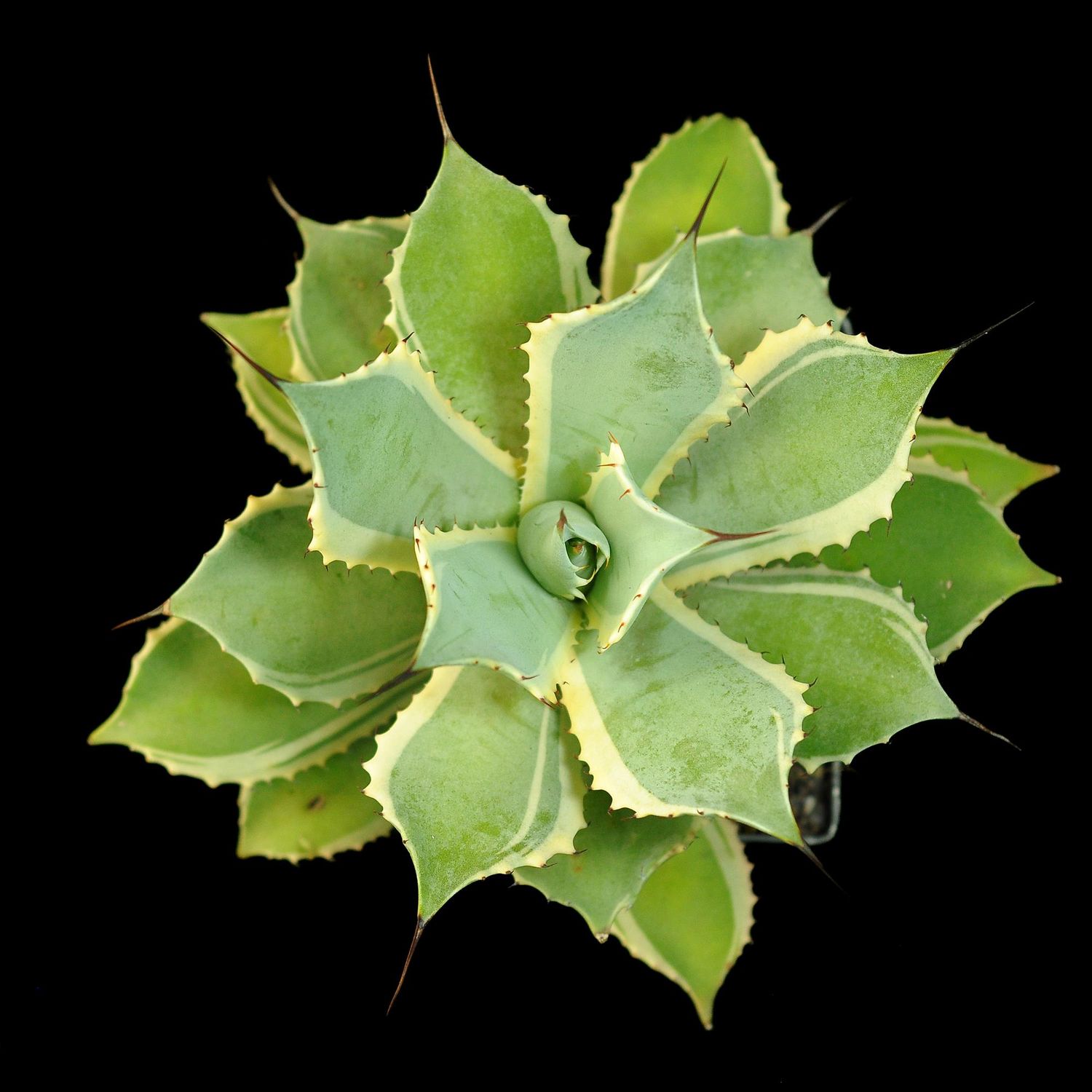 Agave potatorum Blue winds aka Agave potatorum Eye scream