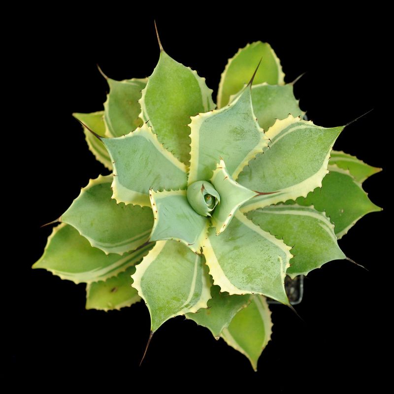 Agave potatorum Blue winds aka Agave potatorum Eye scream Agave potatorum Blue winds aka Agave potatorum Eye scream