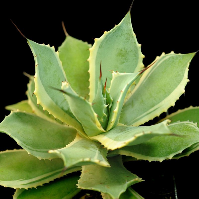 Agave potatorum Blue winds aka Agave potatorum Eye scream