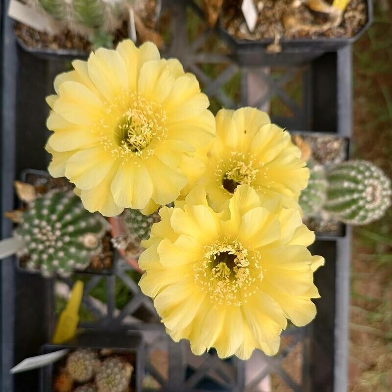 Echinopsis hybrid 'Coquette' Schick hybrid 1405-30 Echinopsis 'Coquette' ISI 98-6; HBG 81758, Schick 1405-30 - With Flower