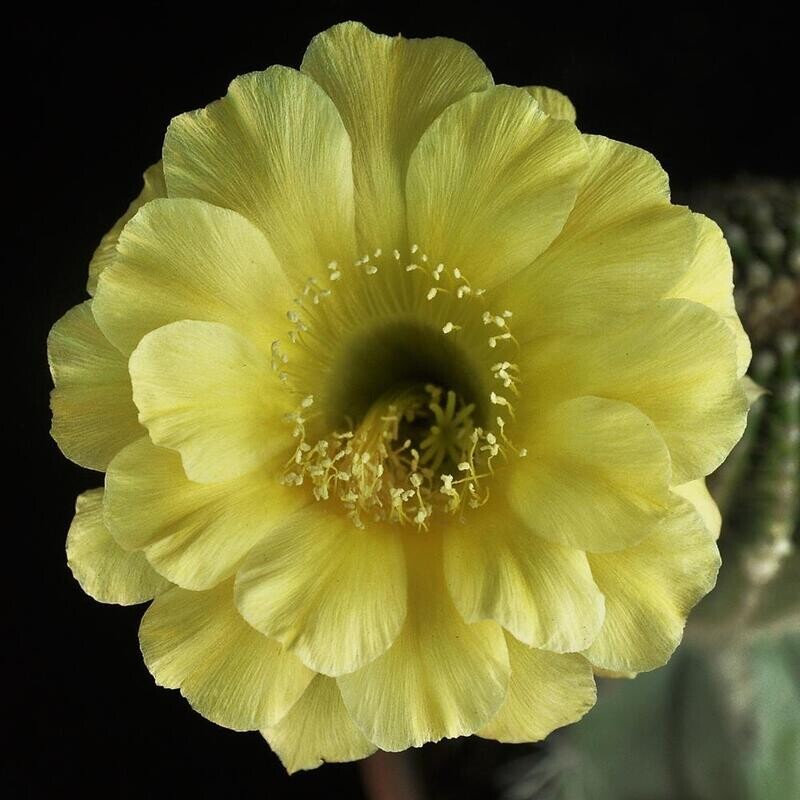 Echinopsis 'Coquette' ISI 98-6; HBG 81758, Schick 1405-30 -with Flower