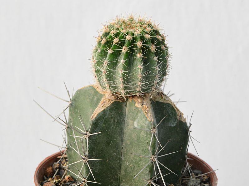 Echinopsis hybrid 'Coquette' Schick hybrid 1405-30 mature plant body with spines