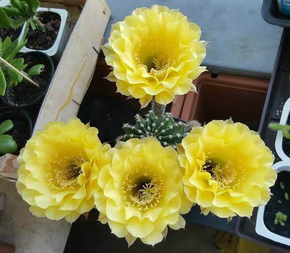 Echinopsis hybrid 'Coquette' Schick hybrid 1405-30 Echinopsis hybrid 'Coquette' Schick hybrid 1405-30 in full bloom with multiple yellow flowers