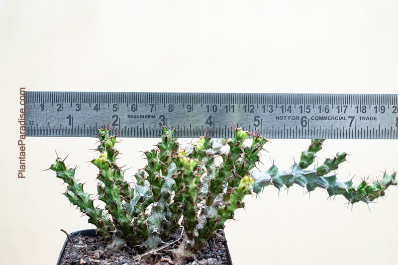 Euphorbia lenewtoni (Rooted)