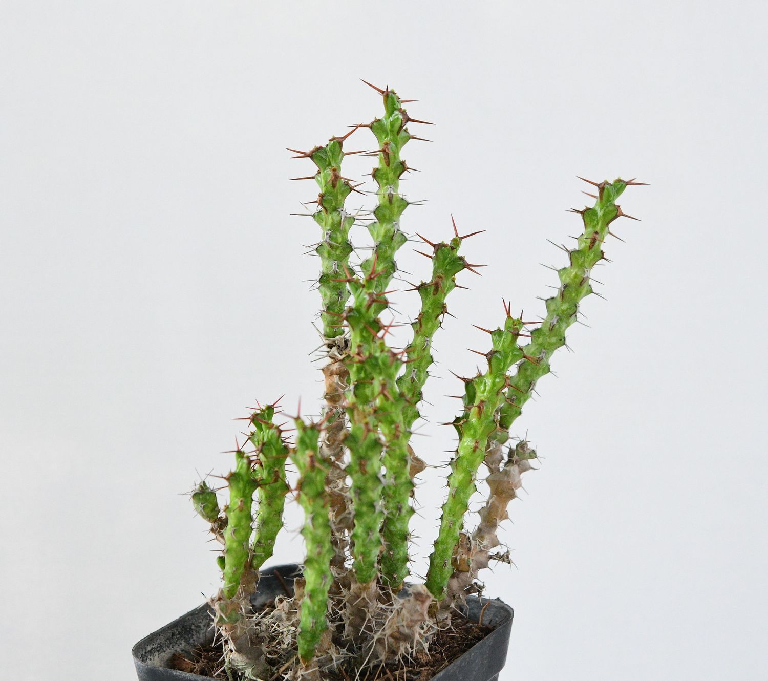 Euphorbia lenewtoni (Rooted)