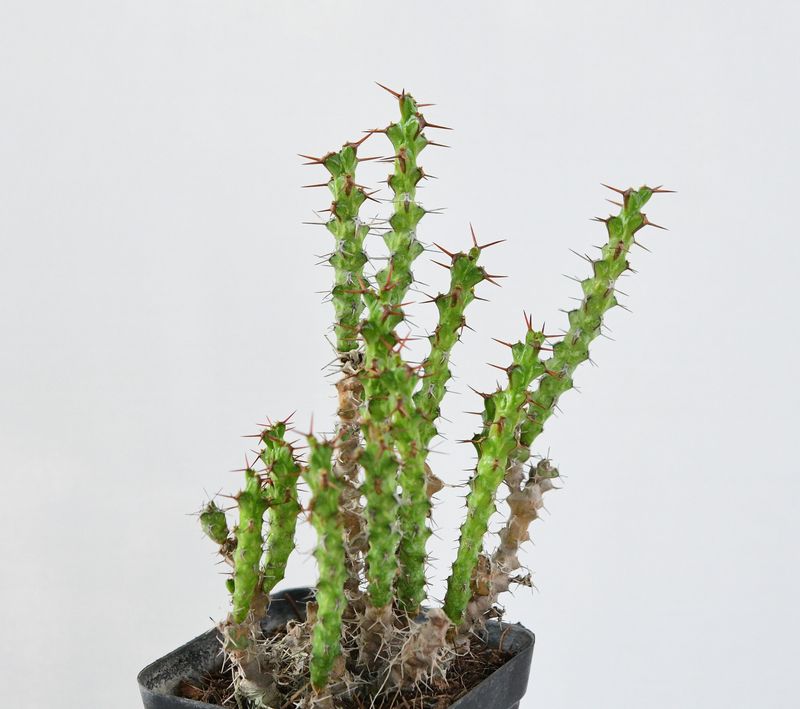 Euphorbia lenewtoni (Rooted)