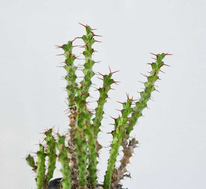 Euphorbia lenewtoni (Rooted)