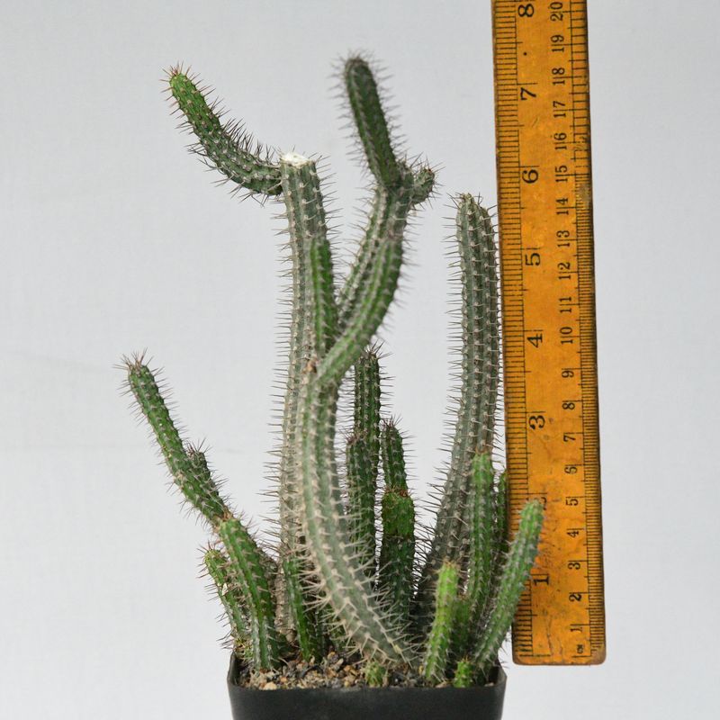 Euphorbia baioensis