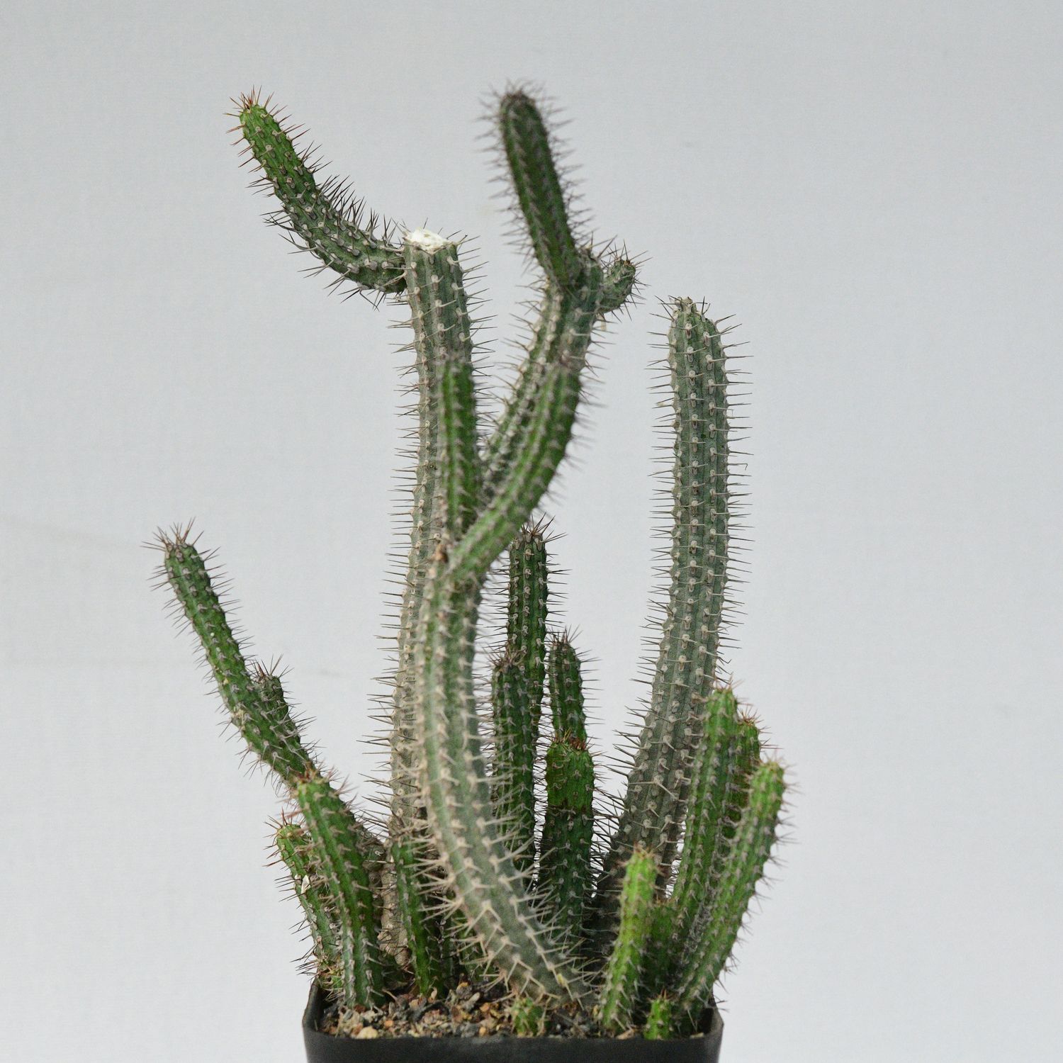 Euphorbia baioensis