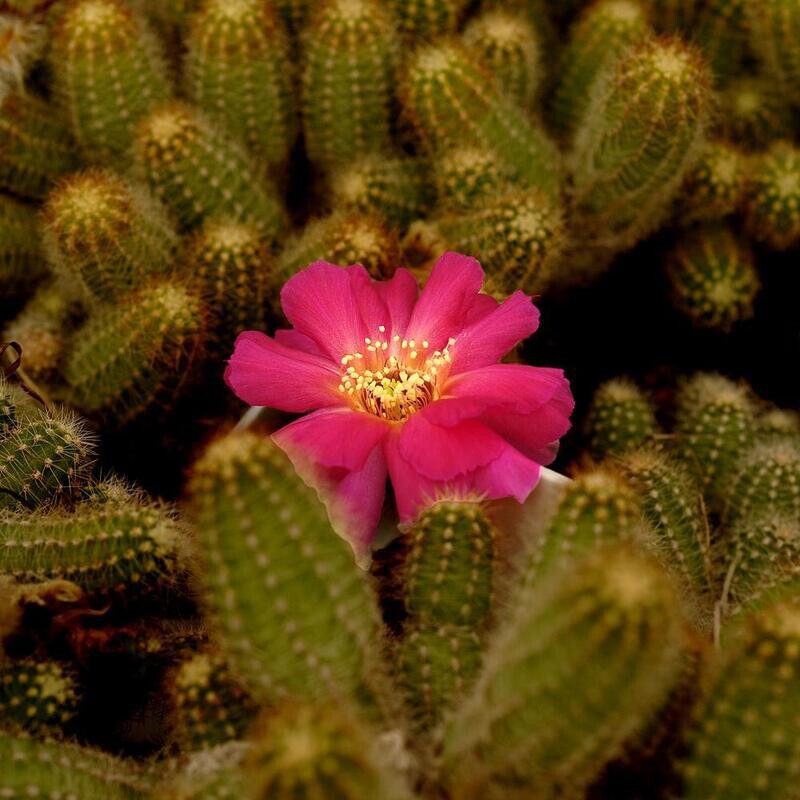 Echinopsis chamaecereus hybrid Magenta (Peanut Cactus)