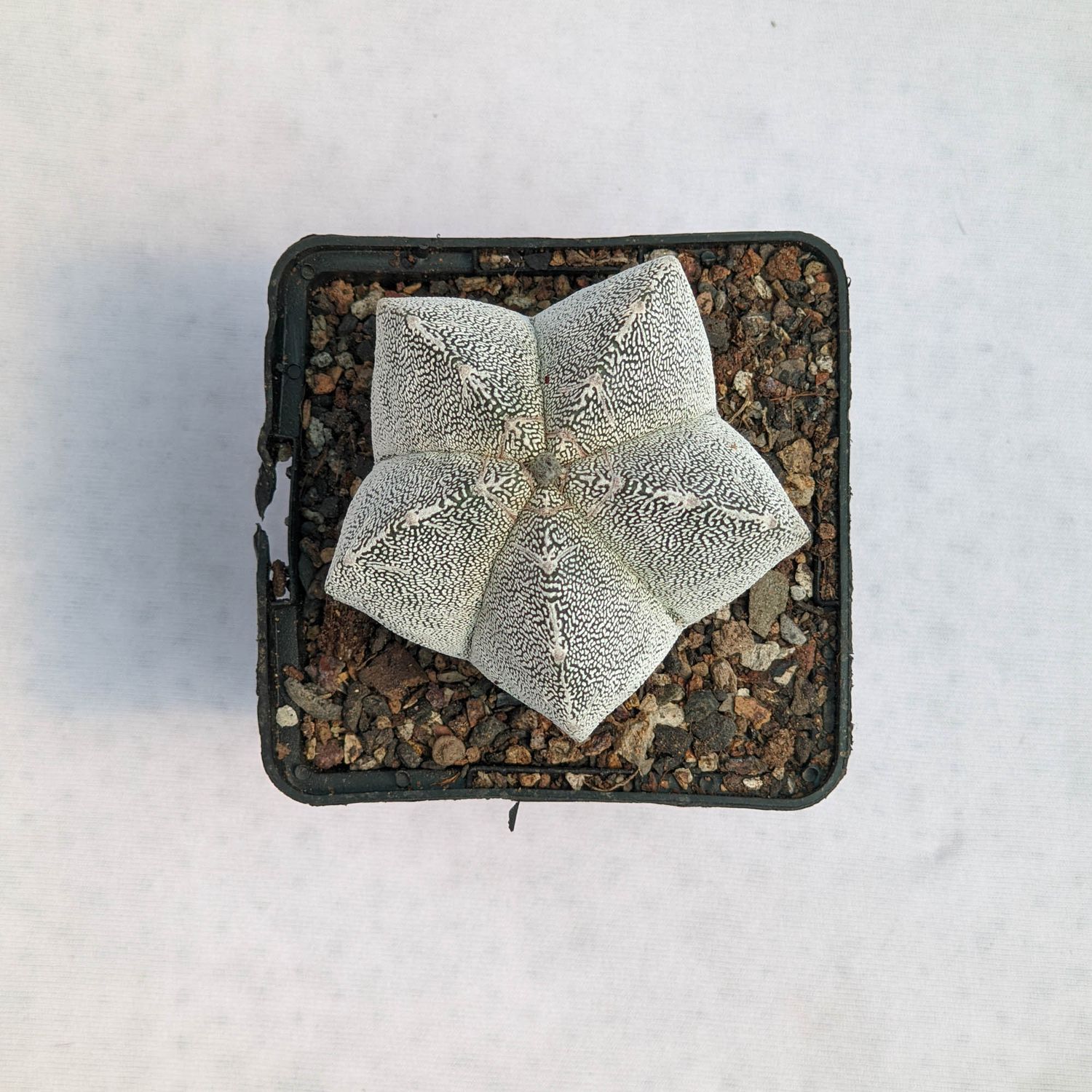 Astrophytum Myriostigma Cv. Onzuka