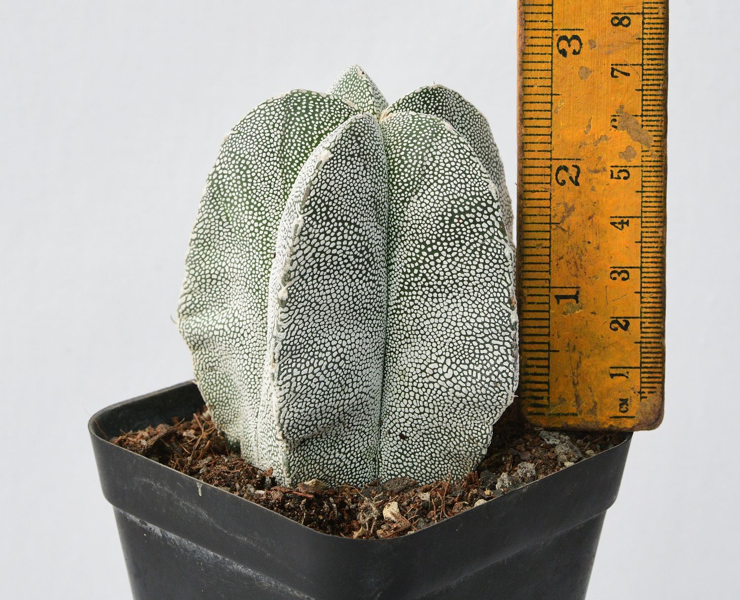 Discover Astrophytum Myriostigma Cv Onzuka Cactus