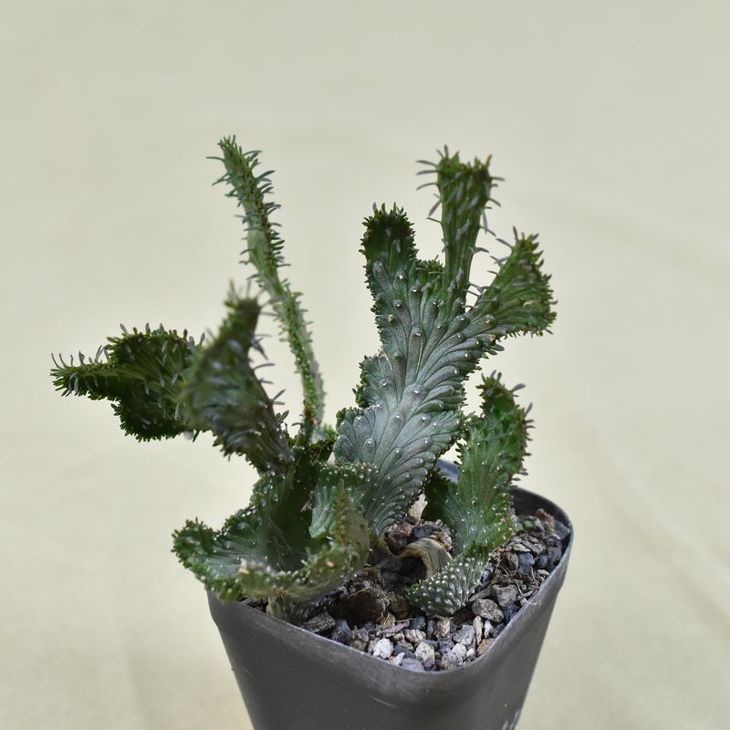 Euphorbia Flanaganii crest 'Arm Crest' Rooted
