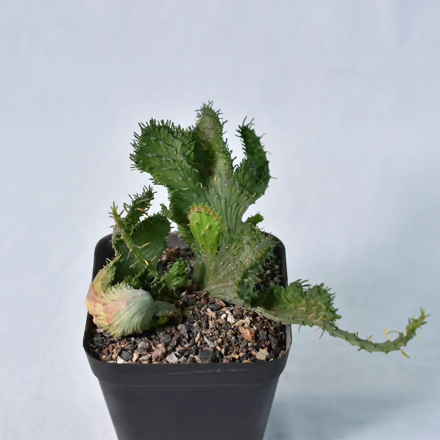 Euphorbia Flanaganii crest 'Arm Crest' Rooted