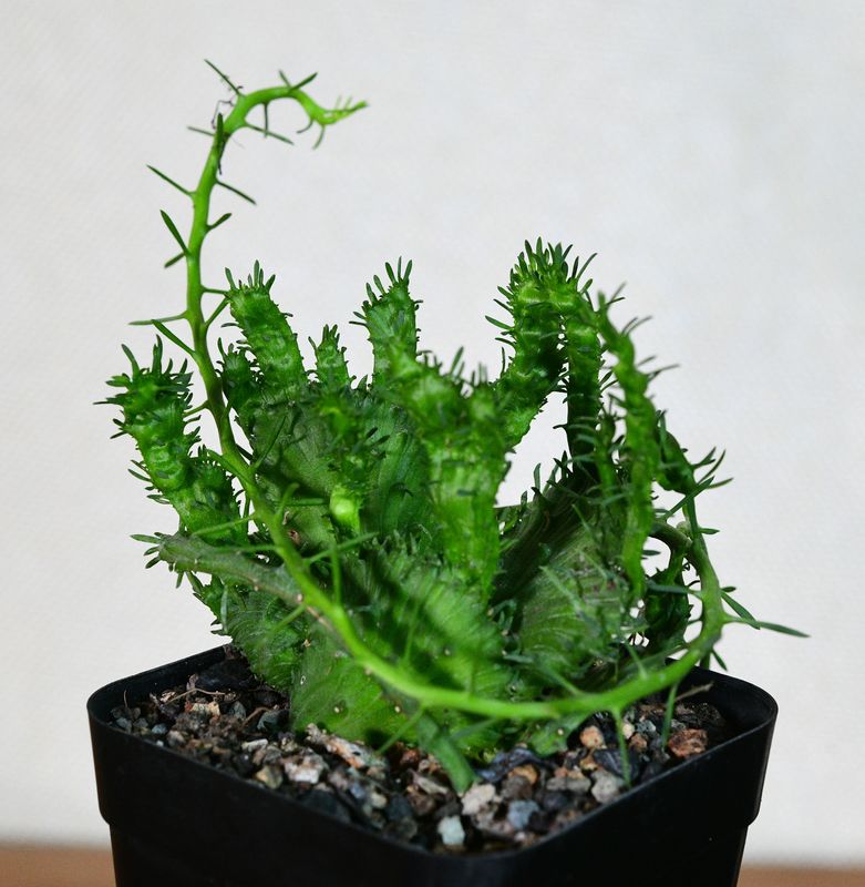 Euphorbia flanaganii crest 'Arm Crest' Rooted Euphorbia flanaganii crest 'Arm Crest' Rooted front view