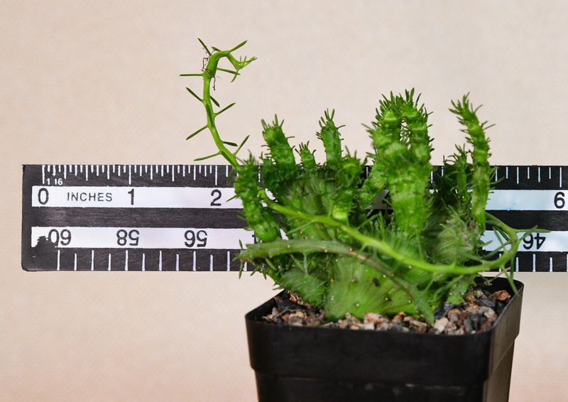 Euphorbia flanaganii crest 'Arm Crest' Rooted with ruler for size reference