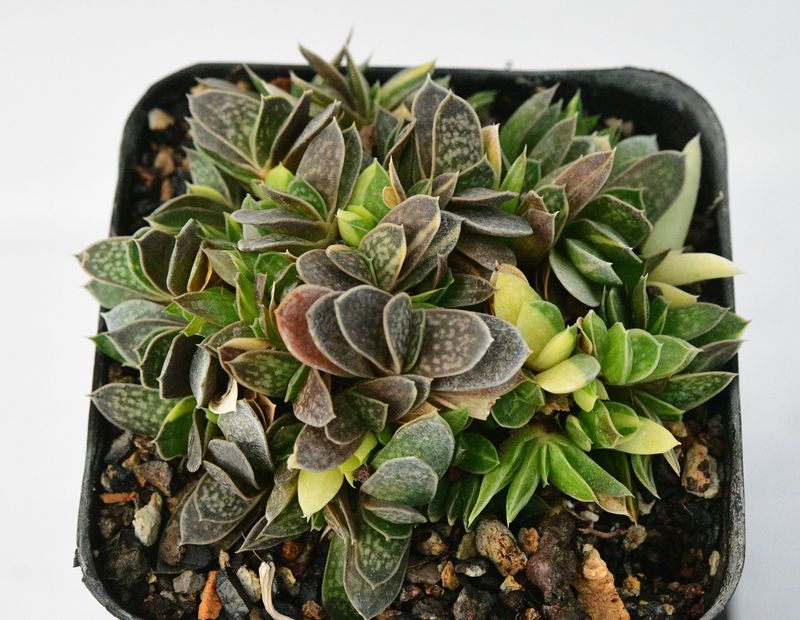 Gasteria Liliputania Variegated