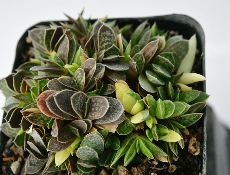 Gasteria Liliputania Variegated