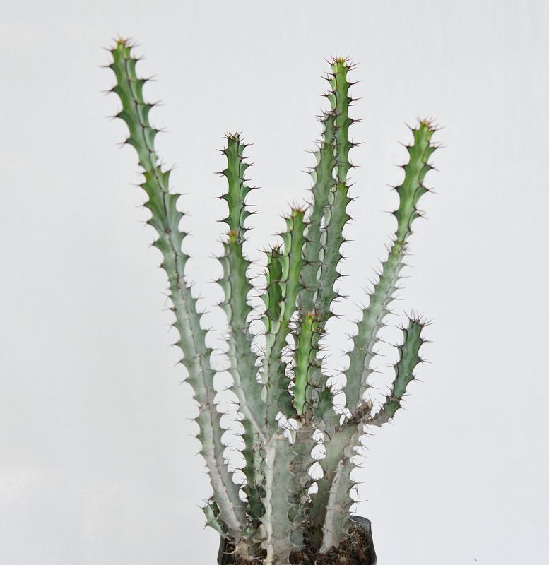 Euphorbia greenwayi (Rooted)
