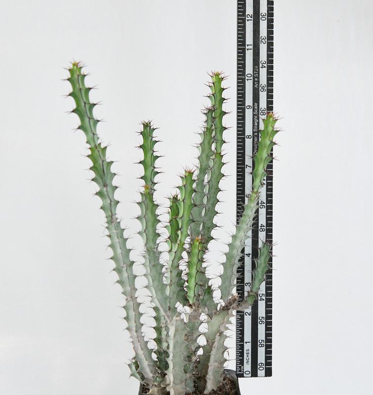 Euphorbia greenwayi (Rooted)