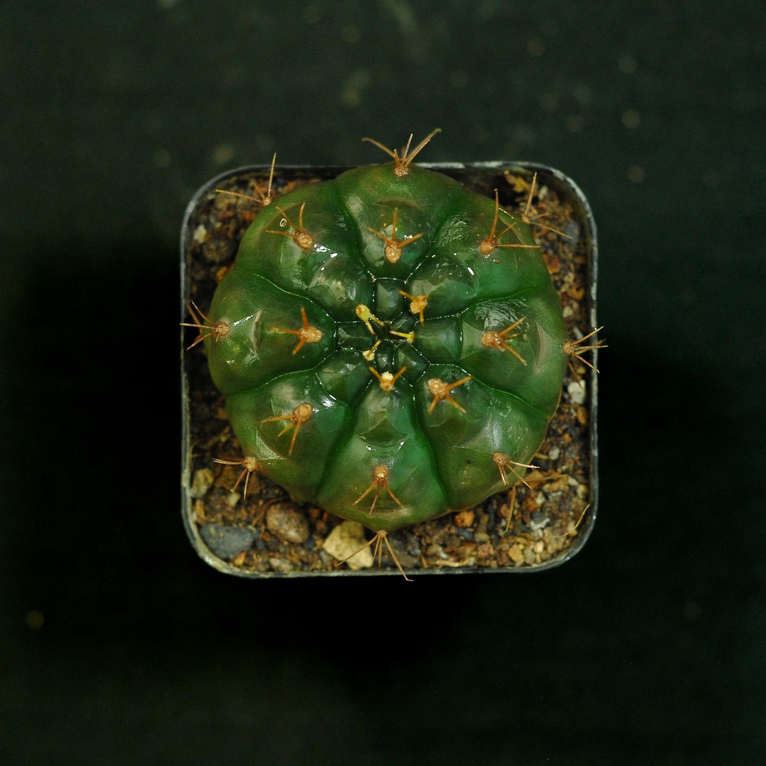 Gymnocalycium damsii