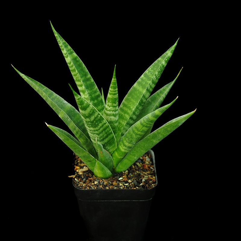 Sanseiviera hybrid Chai Yo front view in black pot