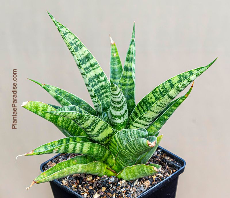 Sanseiviera hybrid Chai Yo in dark nursery pot