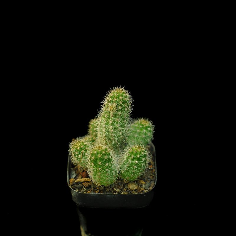 Chamaelobivia CV Lincoln Gem (Peanut Cactus) - Top View