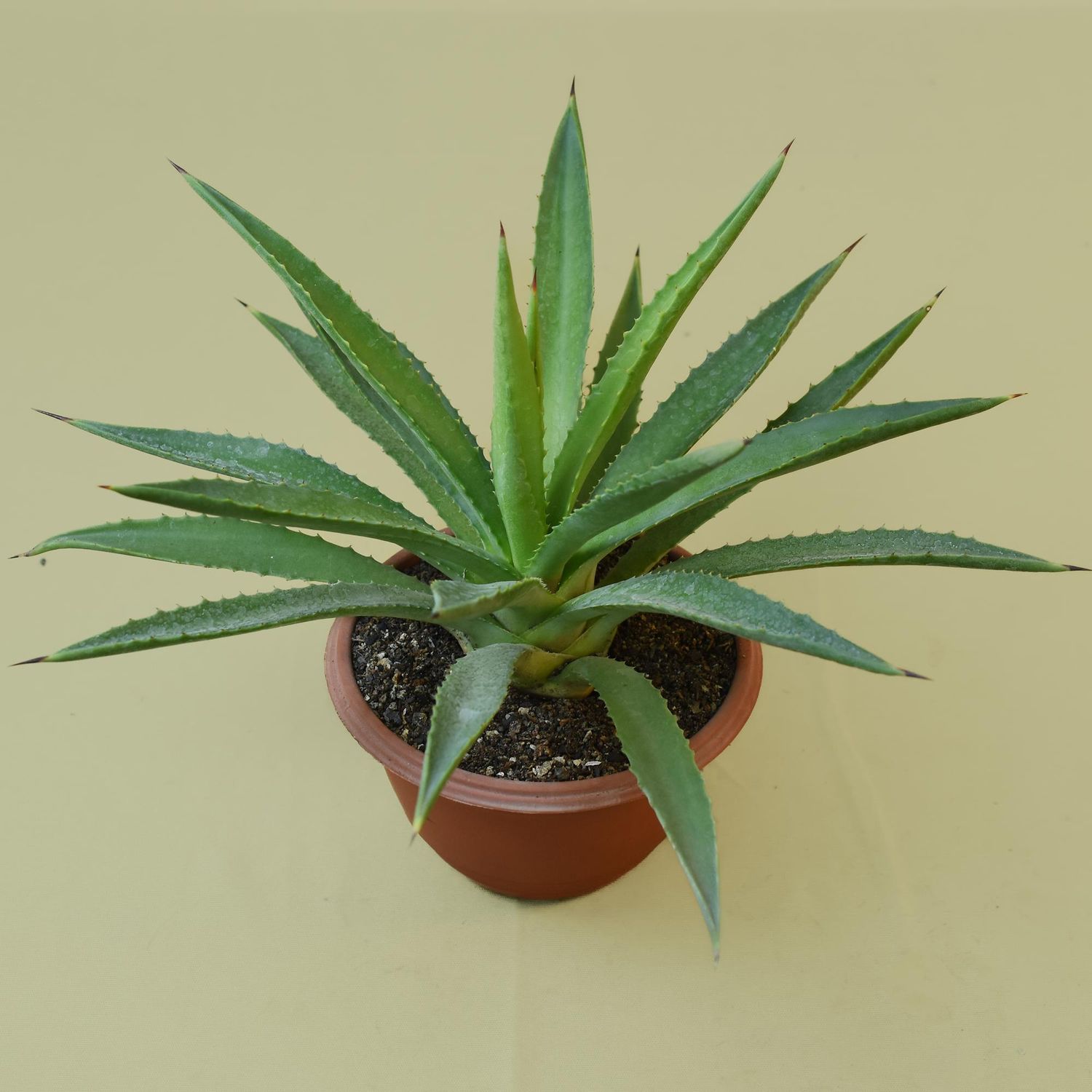 Agave macrocantha (Green Form)