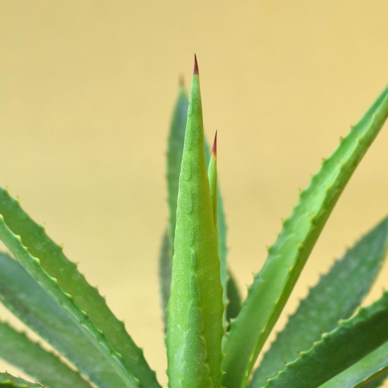 Agave macrocantha (Green Form)