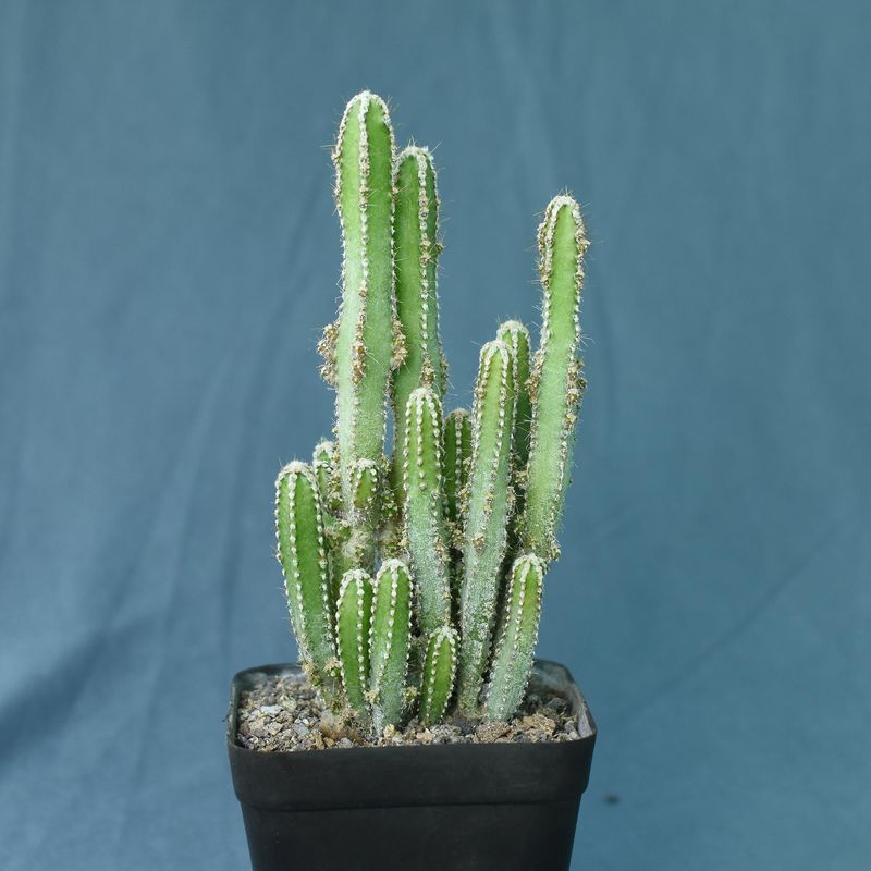 Acanthocereus tetragonus monstrosa (Fairy castle cactus)