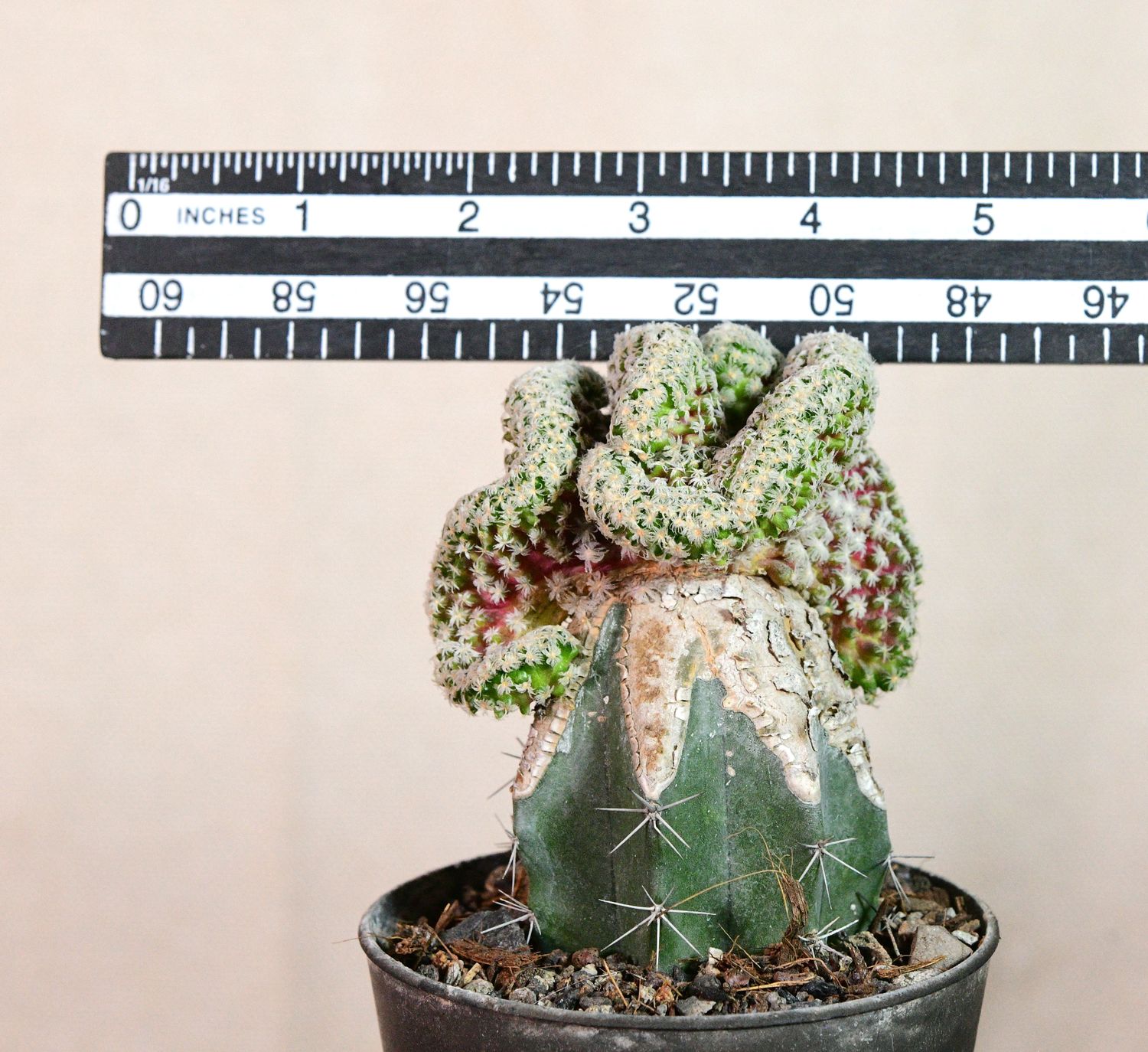 Mammillaria theresae Crest Grafted with ruler for size reference