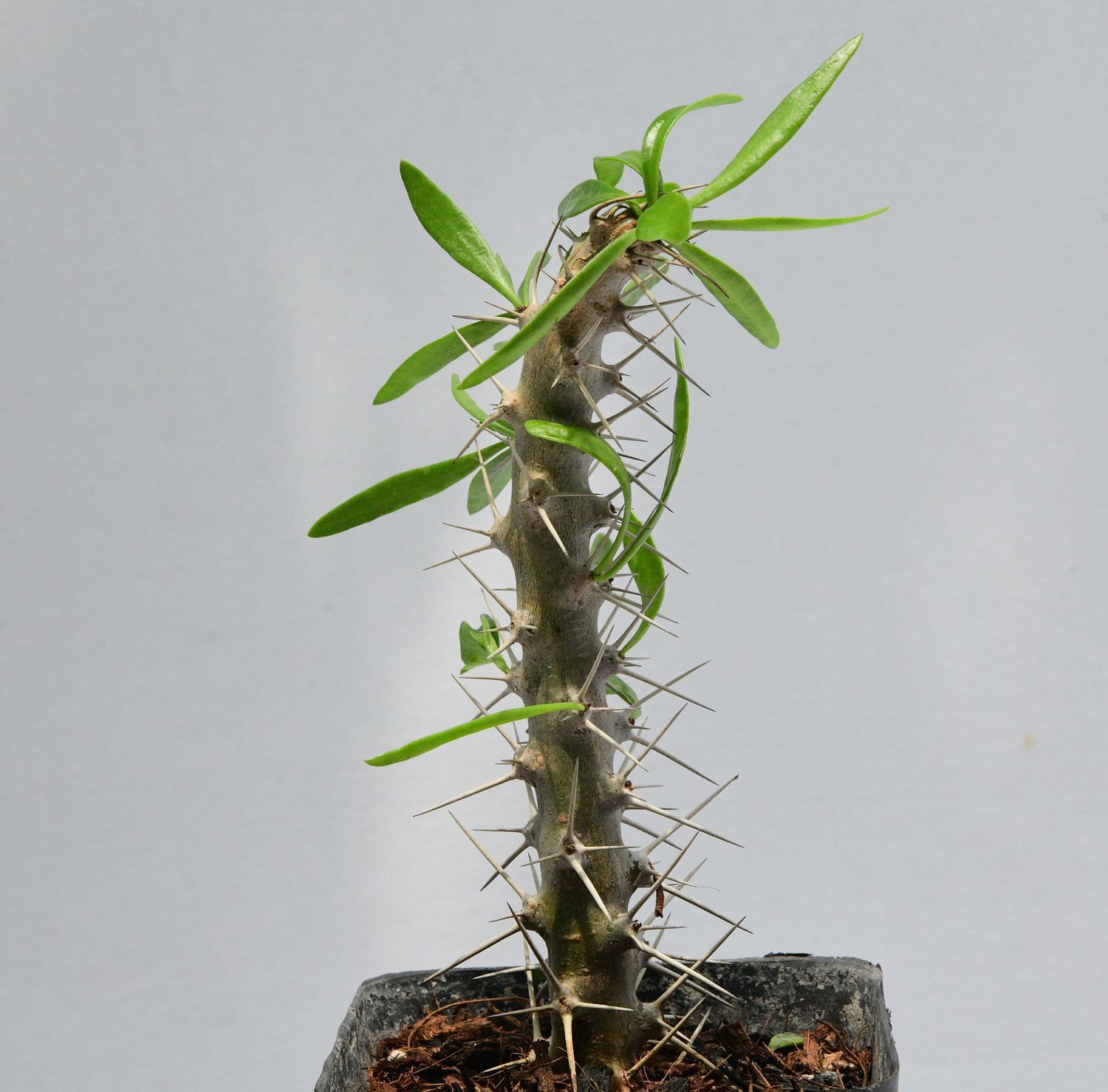 Didierea trollii Didierea trollii