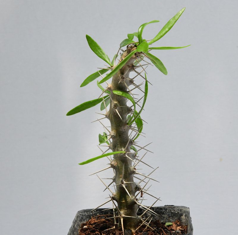 Didierea trollii Didierea trollii