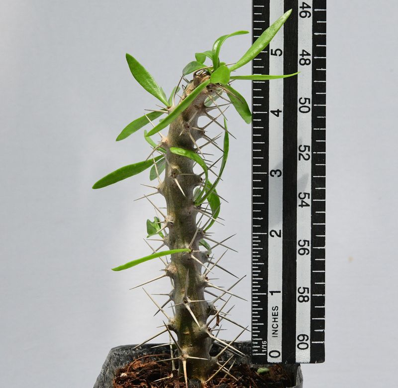 Didierea trollii
