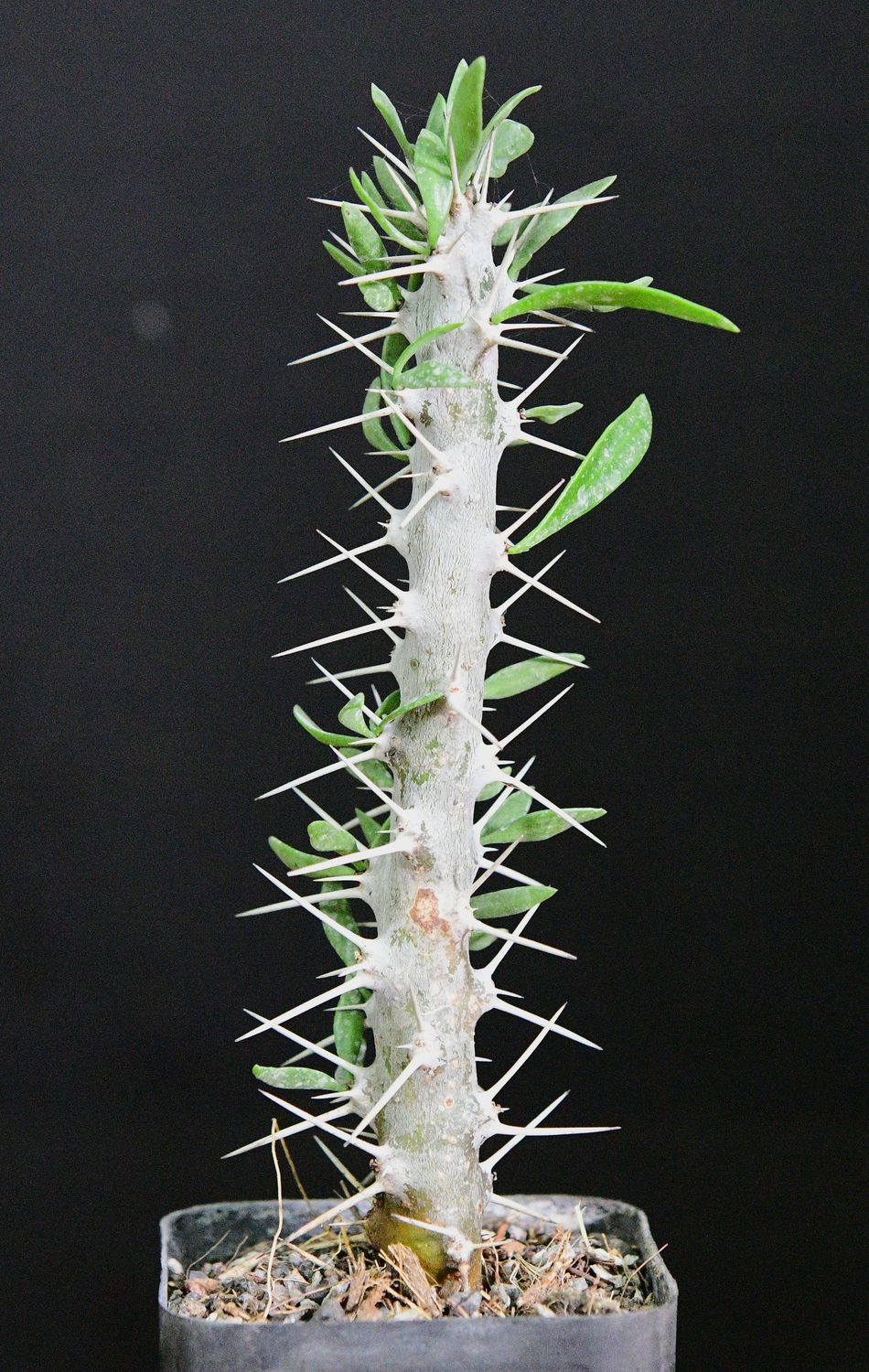 Didierea trollii Didierea trollii full plant view in pot