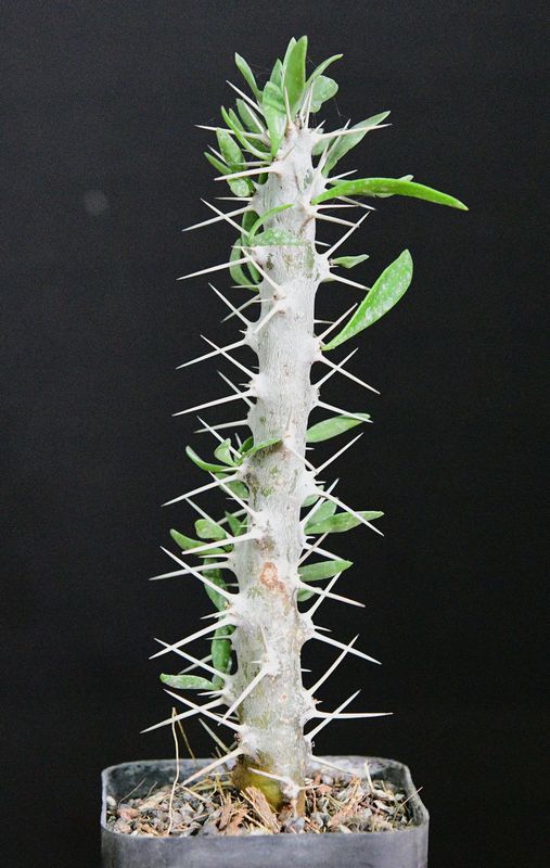 Didierea trollii Didierea trollii full plant view in pot