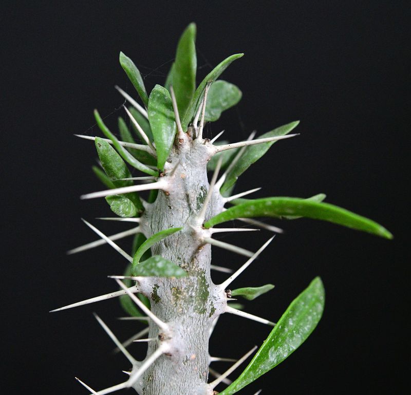 Didierea trollii close-up of stem and foliage